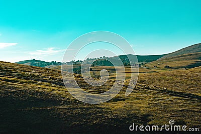 Herd of sheep grazing on Zlatibor mountain slope in spring sunset Stock Photo
