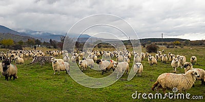 Herd of sheep on the meadows at the foot of the mountain Stock Photo