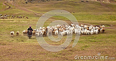 Herd sheep by motorcycle Stock Photo