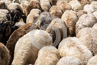 Herd of sheep Stock Photo
