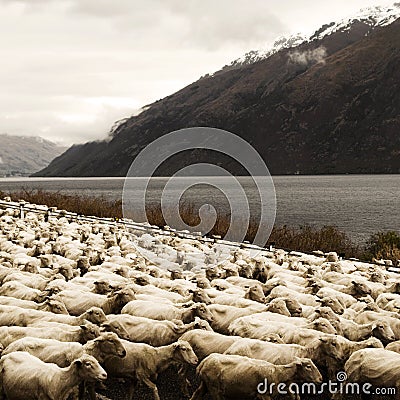 Herd Sheep nScenic View Lake Mountain Concept Stock Photo