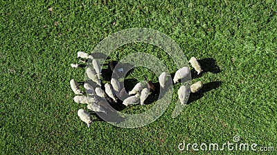 Herd of sheep in the pasture Stock Photo