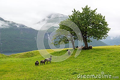 Herd of sheep on the pasture under a tree on a fjord shore, Norway Stock Photo