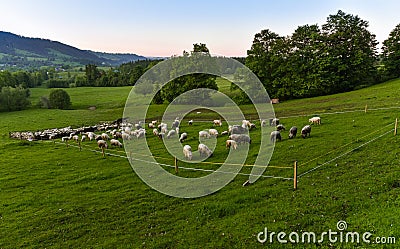 Herd of sheep on pasture Stock Photo