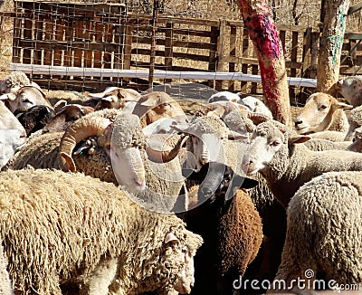 A herd of sheep and rams at a farm or ranch. Editorial Stock Photo