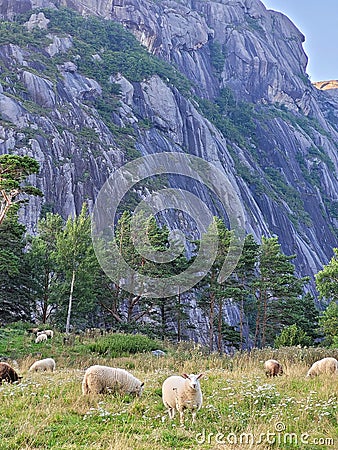 Herd of sheep by a rocky mountain in Flekkefjord, Norway Stock Photo