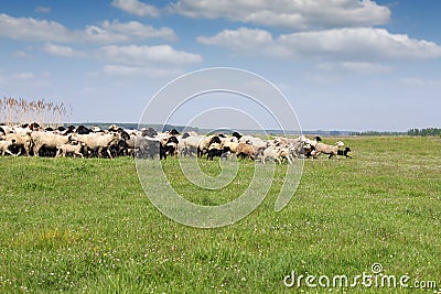 Herd of sheep running Stock Photo