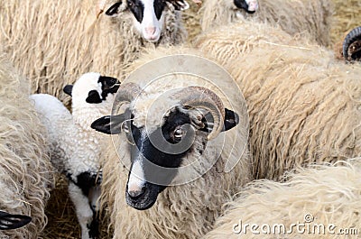 Herd of sheep in sheepfold on farmland. Sheep pen on a farm in a village. Flock of domestic sheep in livestock farm. Sheep, ram an Stock Photo