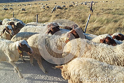 herd of sheep walking along roadside Stock Photo