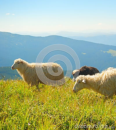 Herd sheeps grazing mountains Carpathians Stock Photo
