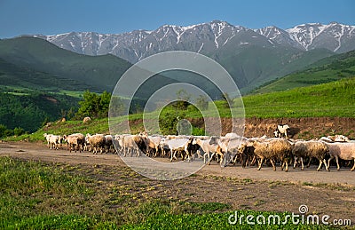 A herd of sheeps on the mountains road Stock Photo