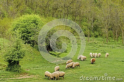 Herd sheeps pasture in the meadow Stock Photo