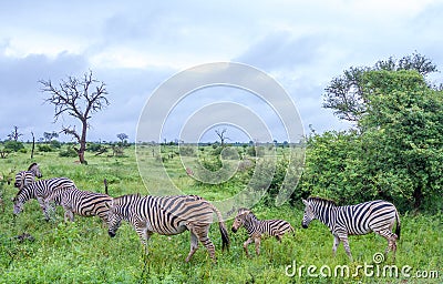 Family group of zebras on the savanna Stock Photo