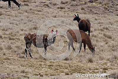 A herd of speckled llama Q'ara and white alpaca huancaya grazing in yellow grasslands. Location: Peruvian rural highlands Stock Photo