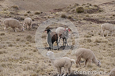 A herd of speckled llama Q'ara and white alpaca huancaya grazing in yellow grasslands. Location: Peruvian rural highlands Stock Photo