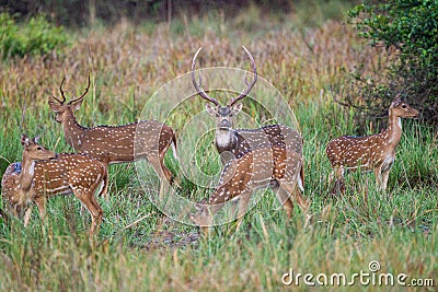 Herd of spotted deer grazing on the forest floor looking out for Tigers in Tadoba National Park Stock Photo