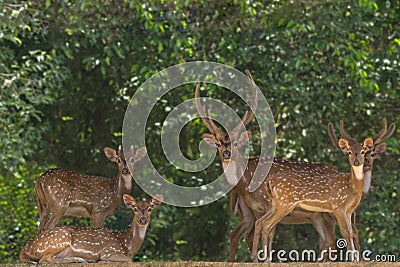 A herd of spotted deer rests in the shade of a tree Stock Photo