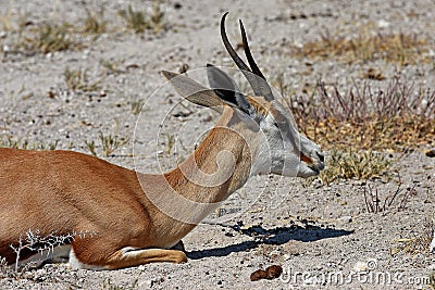 Spring bock antelope Antidorcas marsupialis in the Savannah Stock Photo