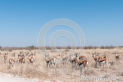 Herd of a springbok, Antidorcas marsupial Stock Photo