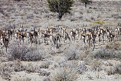 The herd of Springbok, Antidorcas marsupialis, Kalahari, South Africa Stock Photo
