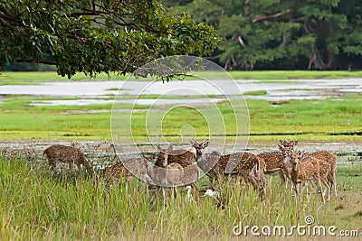 Herd of Sri Lankan axis deer in Yala national park Stock Photo
