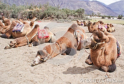 A herd of double humped Bactrian camels in Nubra Valley Stock Photo