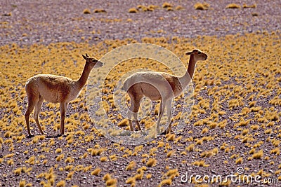 Herd of Vicugnas Vicugna vicugna Stock Photo