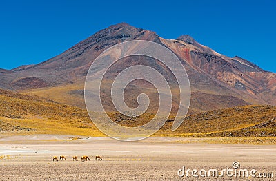 Herd of Vicuna, Atacama Desert, Chile Stock Photo