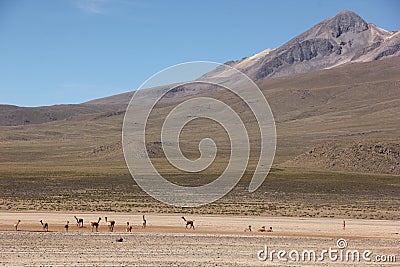 A herd of Vicunas on the Altiplano Stock Photo