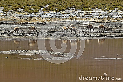 Herd of vicunas drinking water from a pond in the Atacama Desert, Chile Stock Photo