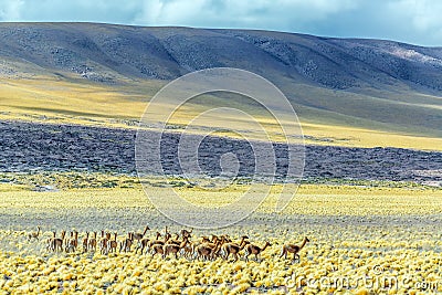 Herd of Vicunas Stock Photo