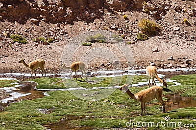 Herd of Vicunas at Vegas de Putana wetland Stock Photo