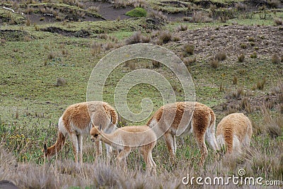 A herd of vicunas , with baby calf, grazing in a grassland, natural habitat Stock Photo