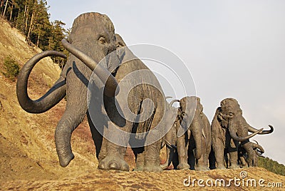 Herd of walking mammoths Stock Photo