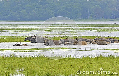 Herd of Water Buffalo Crossing a River Stock Photo