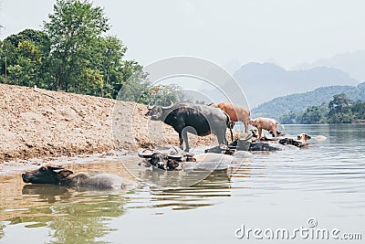 Herd of water buffalo standing at the waterfront near Nong Khiaw village, Laos Stock Photo