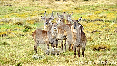 Herd of Waterbuck in Africa Stock Photo