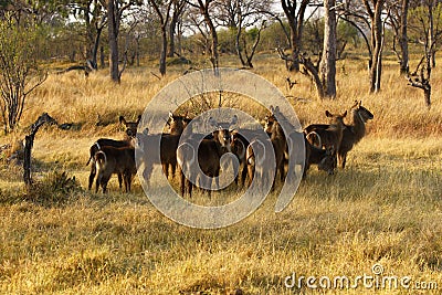 Herd of Waterbuck Stock Photo