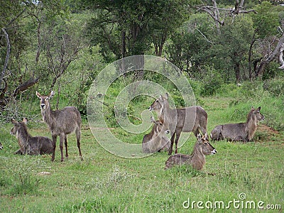 A Herd of Waterbuck in Madikwe, South Africa Stock Photo