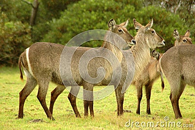 Herd of Waterbucks Stock Photo