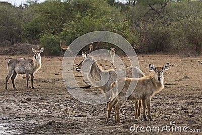 Herd of waterbucks the riverbank, kruger, ZA Stock Photo