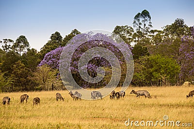 Herd of Waterbucks standing in Savannah of Mlilwane Wildlife Sanctuary, Swaziland Stock Photo