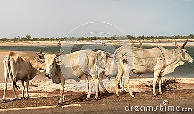 A herd of white African cows, Zebu, Sine saloum, Senegal, Africa Stock Photo