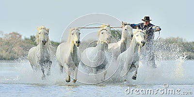 Herd of White Camargue Horses galloping through water Editorial Stock Photo