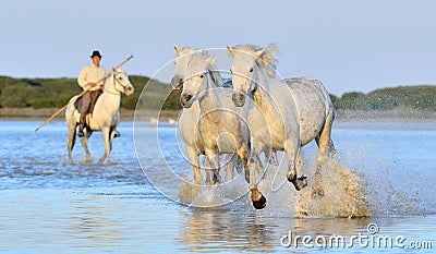 Herd of White Camargue Horses running on the water . Editorial Stock Photo