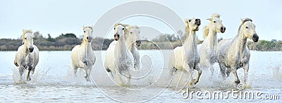 Herd of White Camargue horses running through water Stock Photo