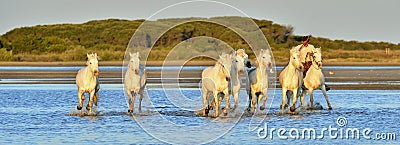 Herd of White Camargue horses running through water Editorial Stock Photo
