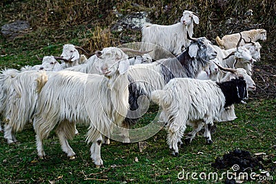 A herd of white furry Himalayan Goats and sheep in the meadows of upper himalayan region. Uttarakhand India Stock Photo