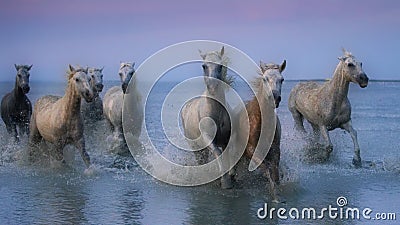 Herd of white horses galloping on water at the coast of Camargue in France at dusk Stock Photo