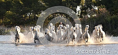 Herd of White Horses Running and splashing through water Editorial Stock Photo